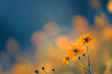 电子商务的产生和发展经历了哪几个阶段